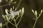 Largeleaf rose gentian